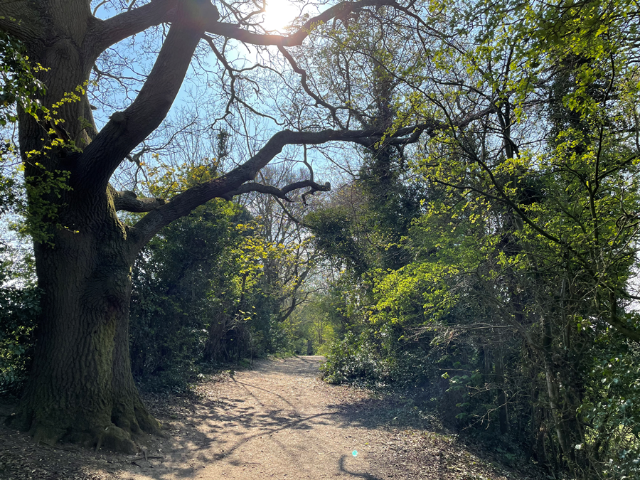 Ladies walk